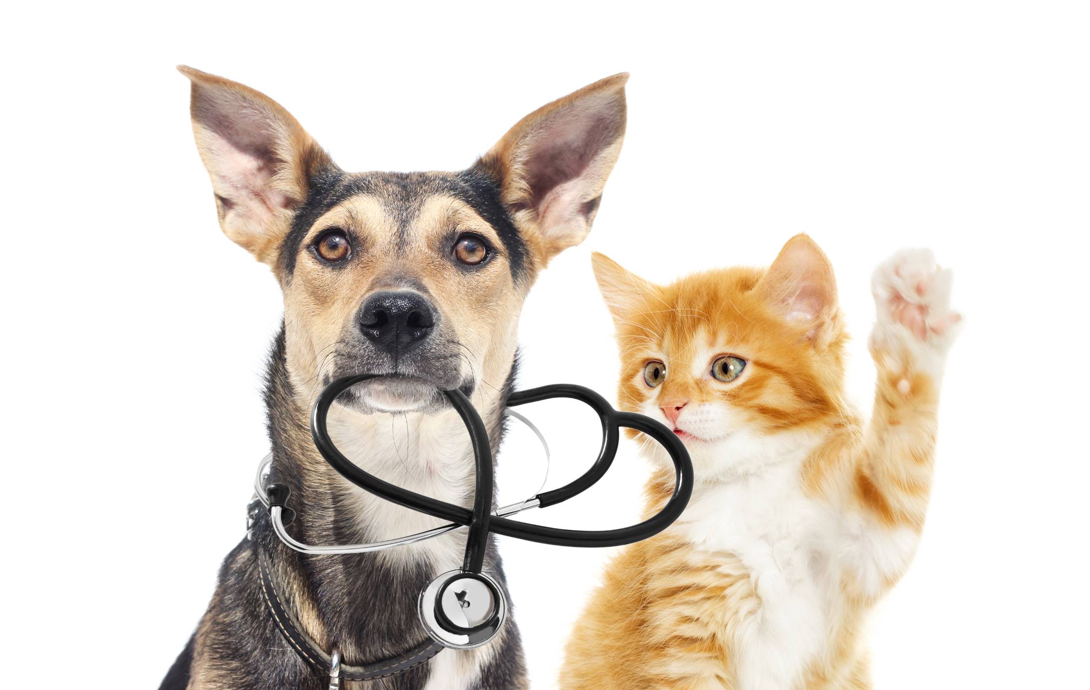 Healthy Pet Care Insurance